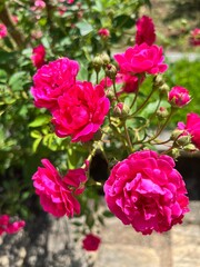 pink rose bush