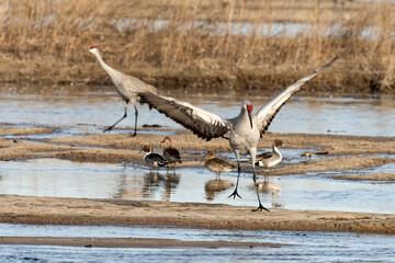 sandhill cranes, (Grus canadensis) & Northern pintails (Anas acuta) in Platte River; Crane Trust;...
