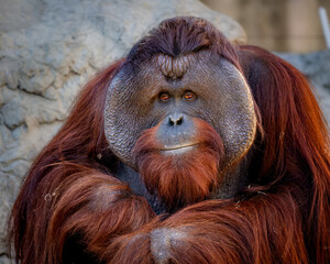 Orangutan