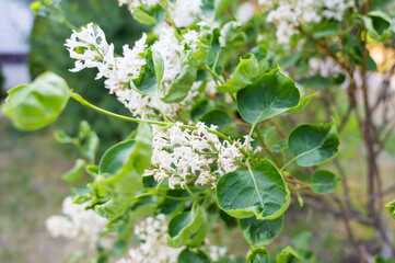 Diseased leaves of a blooming white lilac. 