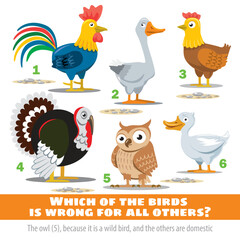 Which of the birds is wrong for all the others. Exercise for mind