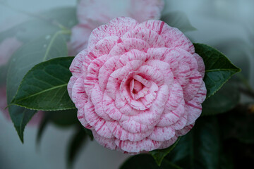 Beautiful vibrant pink Japanese Camellia flowers, Camelia Japonica in the springtime garden
