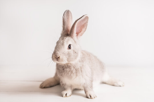 cute funny baby rabbit of gray color on light wooden table. Decorative rabbit, rabbits for breeding. Rabbit breed giant
