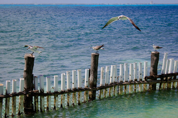 seagulls on the pier