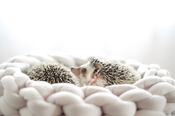 pair of hedgehogs in a wicker nest.prickly pet. Hedgehog in a gray wicker bed on a light blurred...