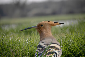 Portrait of an Eurasian hoopoe, standing in the grass