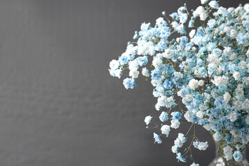 Beautiful dyed gypsophila flowers on dark grey background, closeup. Space for text