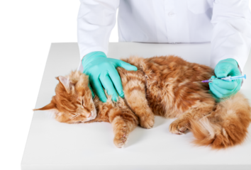 Small cute red cat examined at the veterinary doctor, close-up