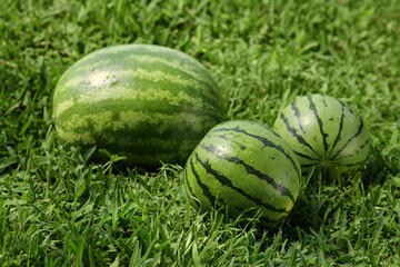 Delicious ripe watermelons on green grass outdoors