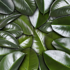 Many fresh green leaves as textured background