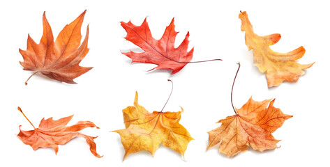 Collage with fallen autumn leaves on white background