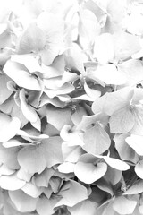 Beautiful hydrangea flower as background, closeup. Black and white effect