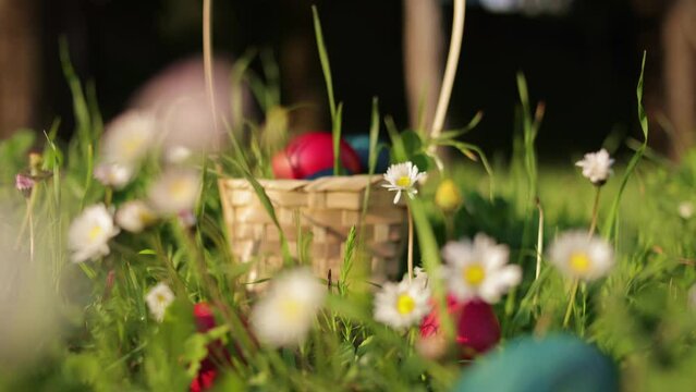 Close up moving camera to Easter eggs hidden in grass in the basket for an Easter egg hunt. Green grass and flowers with a basket full of colorful easter eggs on green garden nature background on