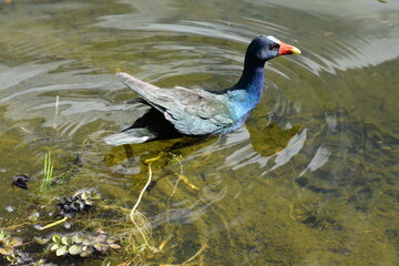 Black and Blue Bird in the Botanical Garden of Bogota Colombia