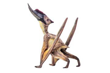dinosaur , Dsungaripterus  isolated background