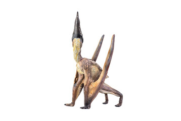 dinosaur , Dsungaripterus  isolated background