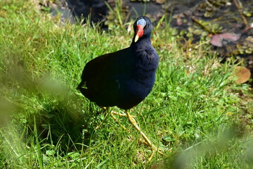 Black Bird in the Botanical Garden of Bogota Colombia