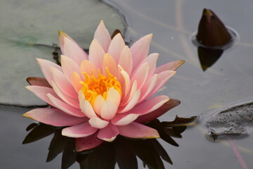 Lotus flower in Garden Lake Botanist in Bogota Colombia