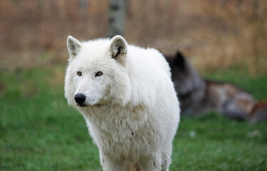 Obraz na płótnie Canvas Arctic Wolfdog portrait - Canada