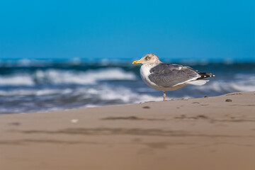 Möwe am Meer