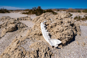 jawbone in desert