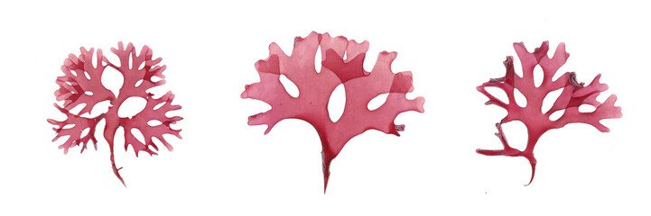 This is a set of red seaweed.