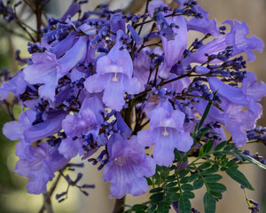 Close-up of mauve Jacaranda flowers (Jacaranda mimosifolia) in bloom © Anne Powell