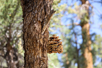A pinecone bird feeder with peanut butter and different types of seeds hanging of a tree branch.