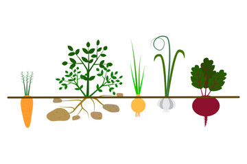 Different vegetables ground. Organic vegetable banner. Agriculture background. Vector illustration.