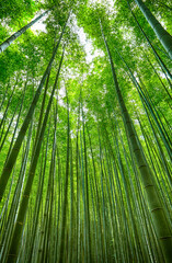 대나무 숲 bamboo forest