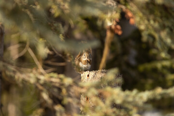 Red squirrel, cute little squirrel in forest,