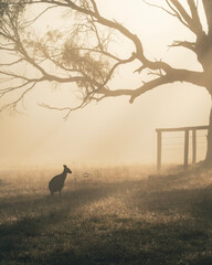Silhouette of a small kangaroo against diffuse fog at dawn