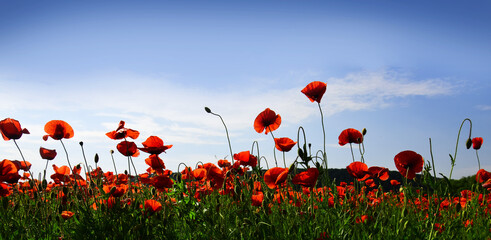 Fototapeta na wymiar Poppy flower. Anzac day banner. Remember for Anzac, Historic war memory. Anzac background. Poppy field, Remembrance day.