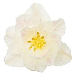 Naklejka na ściany i meble Soft cream tulip flower, isolated on white background