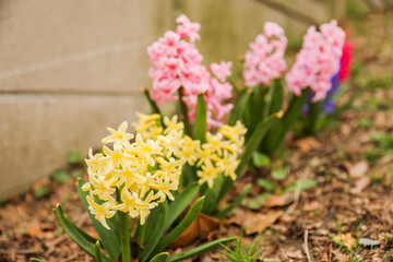 colorful flowers during springtime represents new beginnings, growth, and renewal. The various colors symbolize different emotions and ideas such as happiness, love, gratitude, and appreciation