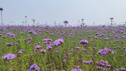 lavender field in the spring