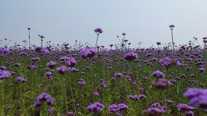 lavender field in the morning