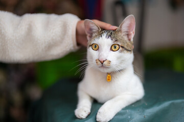 Touch the stray cat at outdoor