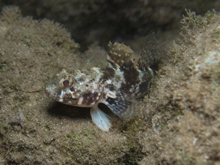 Black goby - Gobius niger at night