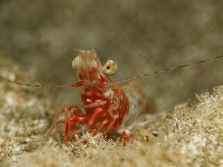 Shrimp Palaemon serratus from Cyprus 