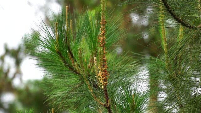 Pine leaves with a natural background