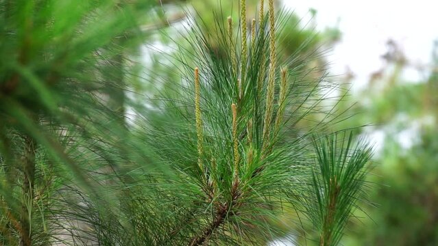 Pine leaves with a natural background