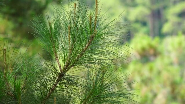 Pine leaves with a natural background