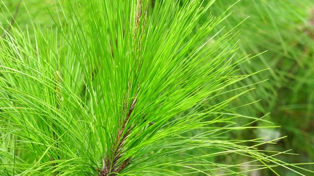 Pine leaves with a natural background