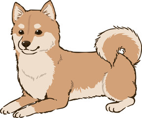 ふせる柴犬（茶柴）