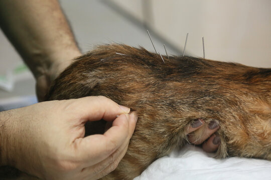 Veterinarian doing acupuncture treatment to paralyzed cat in Istanbul, Turkey.