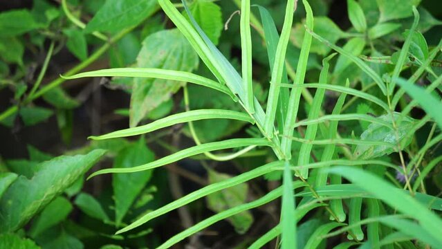Pteris vittata (Also known as Chinese brake, Chinese ladder brake, simply ladder brake, Pakis rem cina). It is grown in gardens for its attractive appearance or used in pollution control schemes