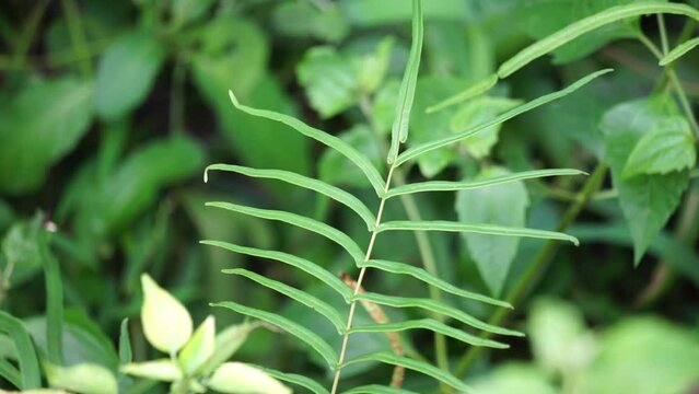 Pteris vittata (Also known as Chinese brake, Chinese ladder brake, simply ladder brake, Pakis rem cina). It is grown in gardens for its attractive appearance or used in pollution control schemes