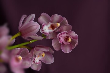 Naklejka na ściany i meble Flower orchidée 