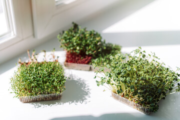 Microgreens in trays on a white windowsill in the sun.